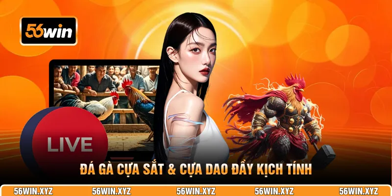 Đá gà cựa sắt & cựa dao đầy kịch tính