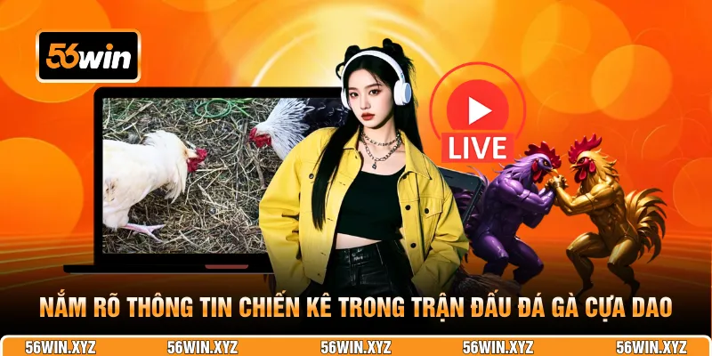 Nắm rõ thông tin chiến kê trong trận đấu đá gà cựa dao