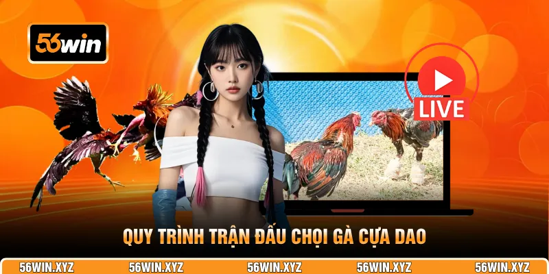 Quy trình trận đấu chọi gà cựa dao